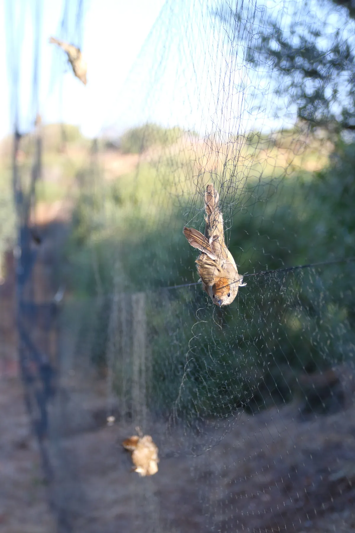 3 blackcaps are pictured stuck in a net hanging in the Cyprus countryside .